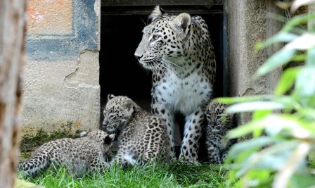 Три детеныша персидского леопарда из Ганновера