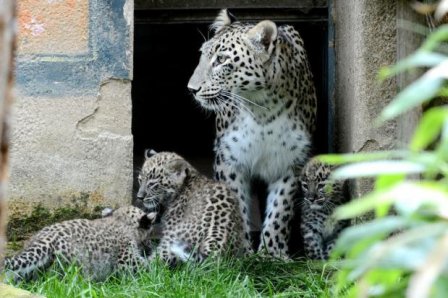 Три детеныша персидского леопарда из Ганновера