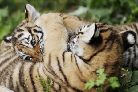 Очаровательное трио амурских тигров
