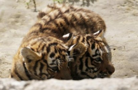 Очаровательное трио амурских тигров