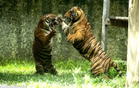 Что не поделили эти два тигра, до сих пор остаётся загадкой...