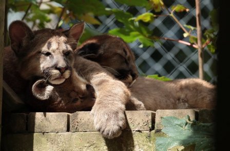 Детеныши пумы из зоопарка Exmoor Zoo