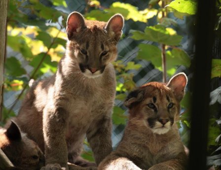     Exmoor Zoo