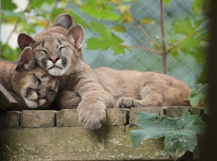     Exmoor Zoo