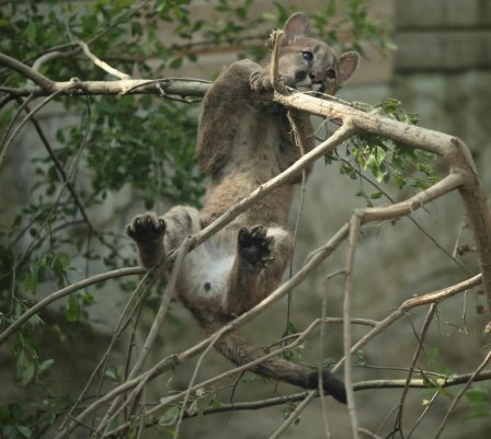     Exmoor Zoo