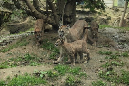 Детеныши пумы из зоопарка Exmoor Zoo