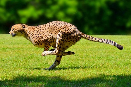 Гепард Сара стала самым быстрым животным на Земле