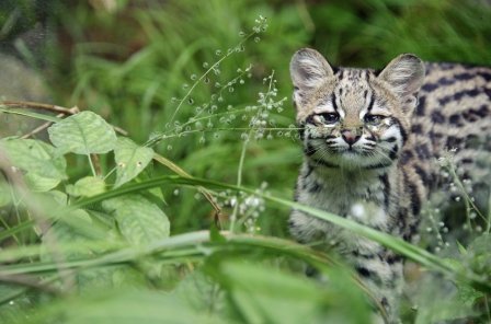 Тигровая кошка Чикита из французского зоопарка