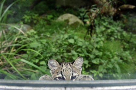 Тигровая кошка Чикита из французского зоопарка