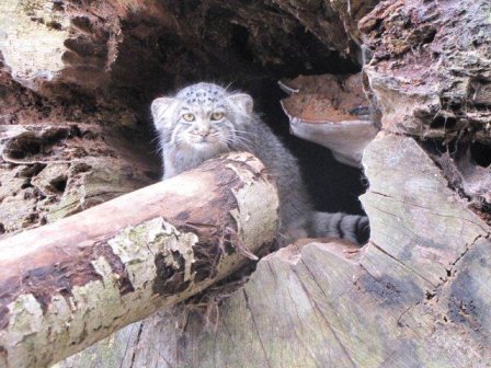 Зоопарк Banham Zoo представил детенышей кота манула