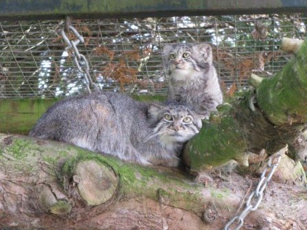 Зоопарк Banham Zoo представил детенышей кота манула