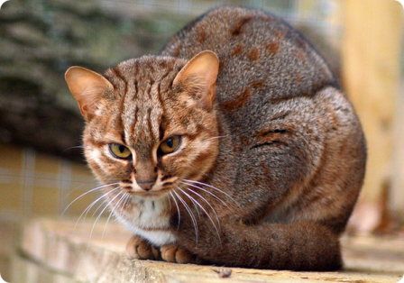 Пятнисто-рыжая кошка