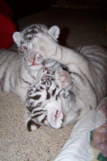 Белые тигрята из Южной Дакоты