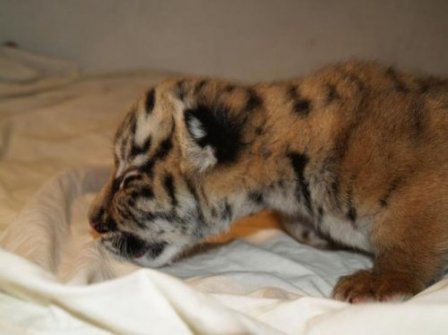 Киевский зоопарк отпраздновал День рождения тигрят-двойняшек
