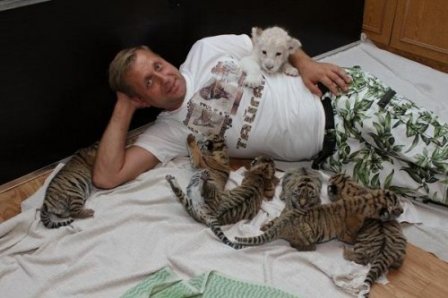 В ялтинской "Сказке" тигрица Зара родила шестерых тигрят
