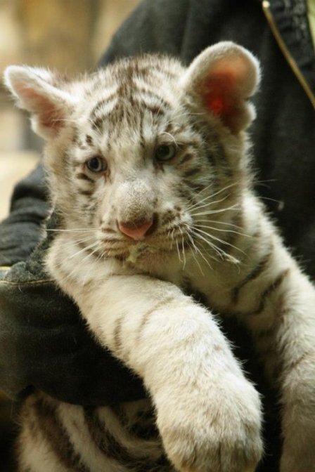 	В чешском зоопарке ветеринары осмотрели белых тигрят