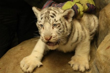 	В чешском зоопарке ветеринары осмотрели белых тигрят