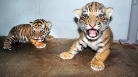 В зоопарке Иллинойса родились первые амурские тигрята