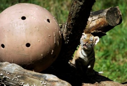 В зоопарке Иллинойса родились первые амурские тигрята