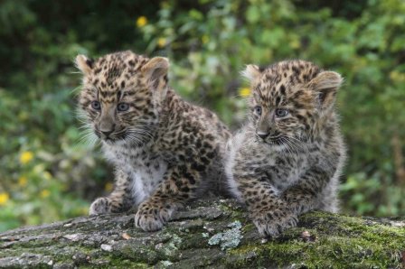 Немецкий зоопарк представил китайских леопардят
