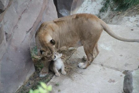 Зоопарк Антверпена показал львенка