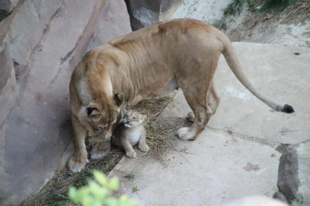 Зоопарк Антверпена показал львенка