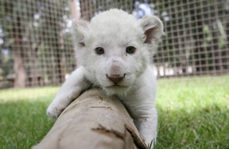 В мексиканском зоопарке родился белый львенок