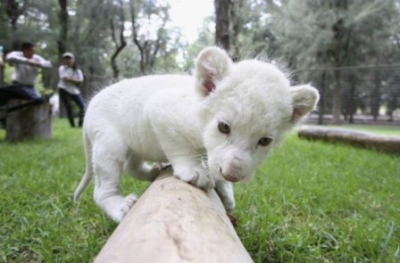 В мексиканском зоопарке родился белый львенок