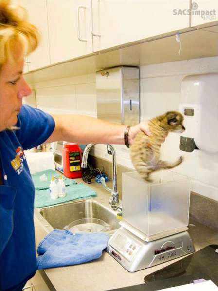 В зоопарке Айдахо родились котята сервала