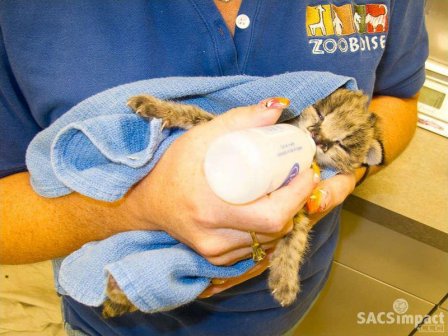 В зоопарке Айдахо родились котята сервала