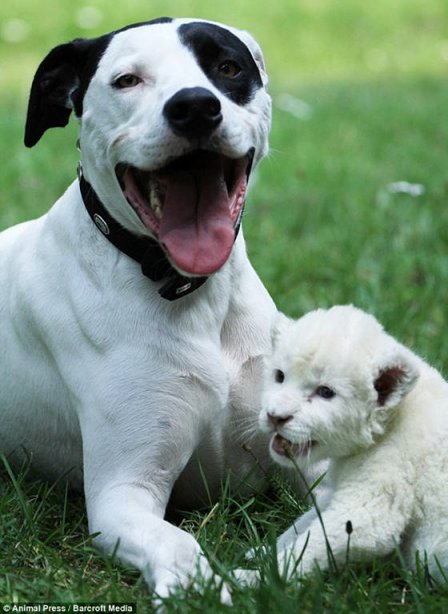 Белый львенок подружился с собакой
