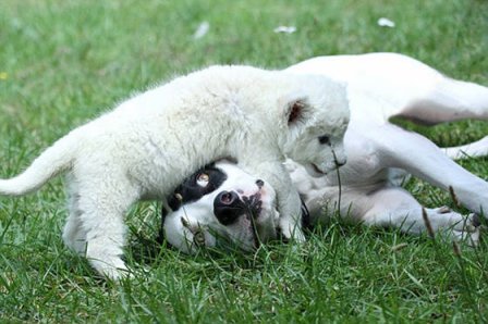 Белый львенок подружился с собакой