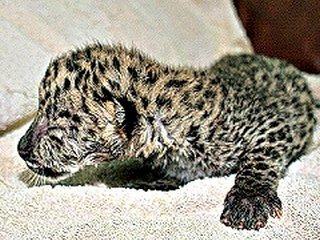 В ялтинском зоопарке родился амурский леопард