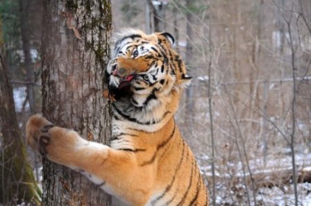 Подарок на день рождения: ветеринар Даллакян получил фотоотчет о спасенном им тигренке Жорике