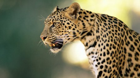 В Непале охотится леопард-людоед