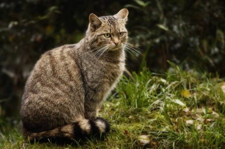 В Кавказский заповедник привезли двух лесных котов