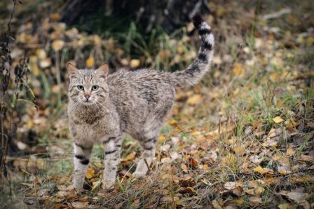 В Кавказский заповедник привезли двух лесных котов