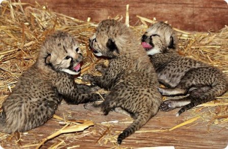 В центре White Oak родилось три детёныша гепарда