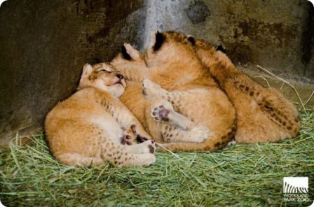 Львята из Woodland Park Zoo прошли первый медицинский осмотр