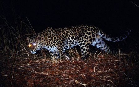 Редчайший леопард в мире пришел во Владивосток