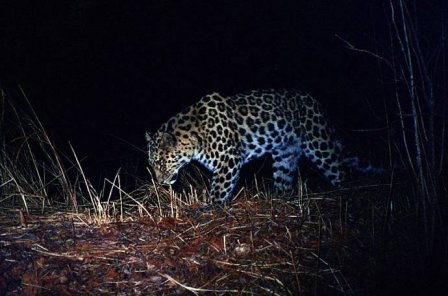 Редчайший леопард в мире пришел во Владивосток