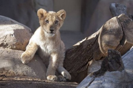 В зоопарк Денвера привезли львят из Катара