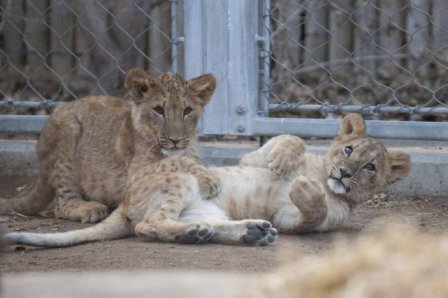 В зоопарк Денвера привезли львят из Катара