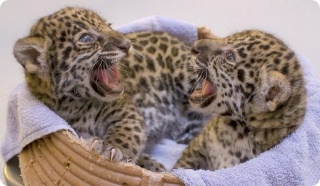 Детеныши ягуара из зоопарка Милуоки