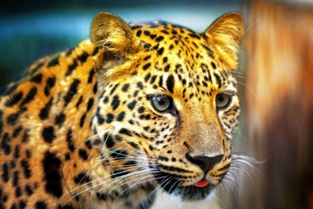 Власти России заботятся об амурских тиграх и леопардах