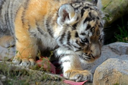В немецком зоопарке родились амурские тигрята