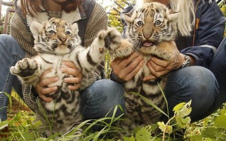 В немецком зоопарке родились амурские тигрята