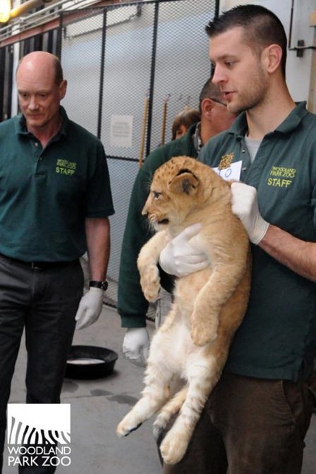Маленьких львят из Сиэтла осмотрели ветеринары