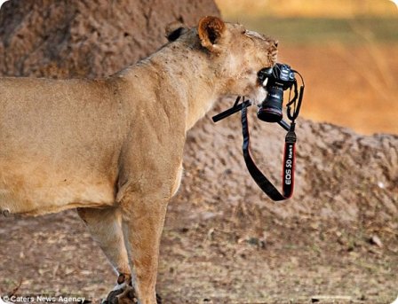Львица и фотоаппарат