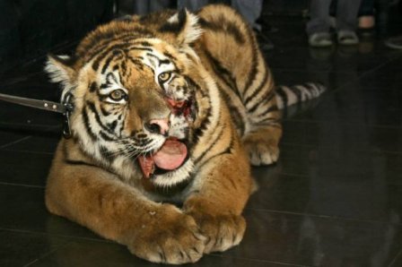 Спаситель тигра Жорика спас леопарда Лорда